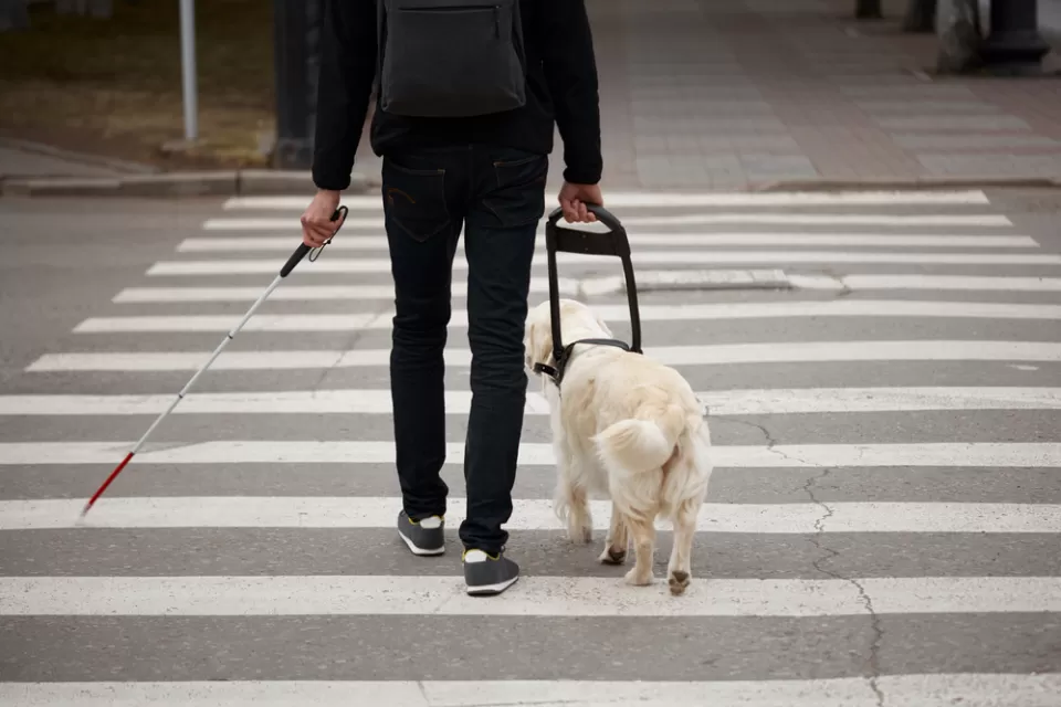 Man crossing crosswalk with seeing eye dog and cane